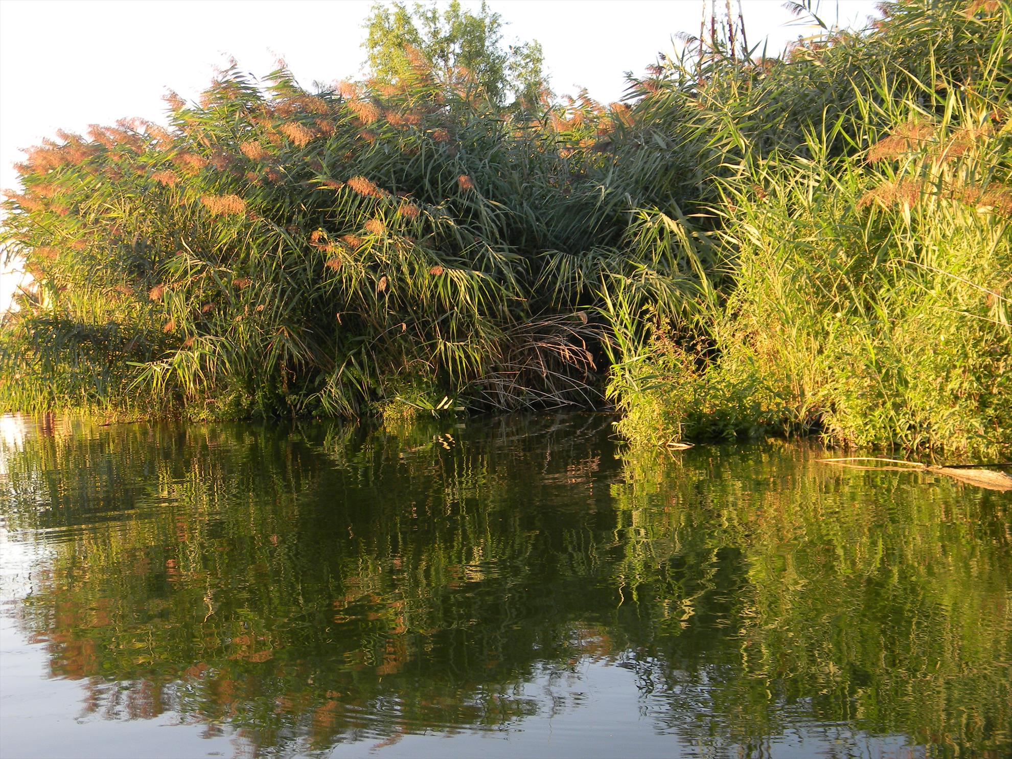 Debut mania 3-6 sep 2012 - dscn7343.JPG